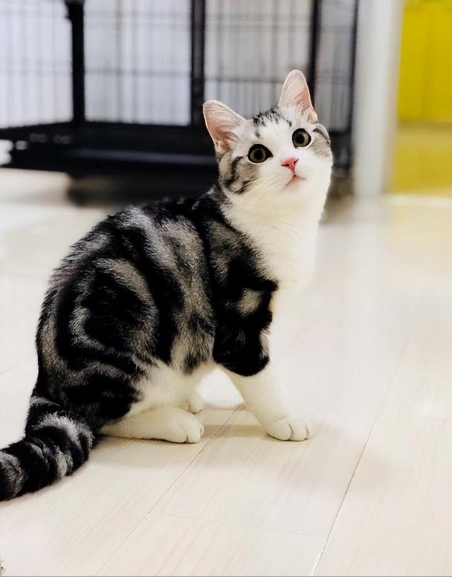 美短价格在多少钱一只，美短猫多少钱一只（你要是打算养猫，千万别养美短）