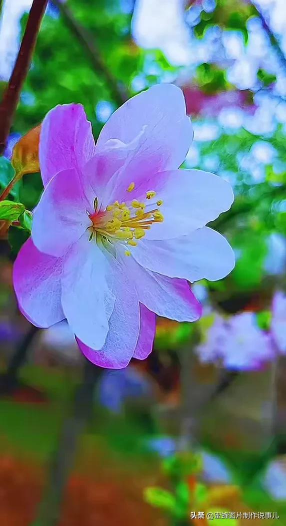 美图，可做壁纸，可以做壁纸的图片 唯美（愿你的生活像花一样灿烂）