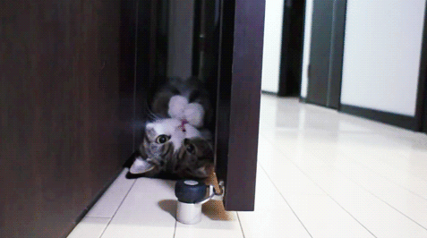 生肖牛的性格特征大盘点，十二生肖牛性格特点（社牛猫咪的6个行为特征）