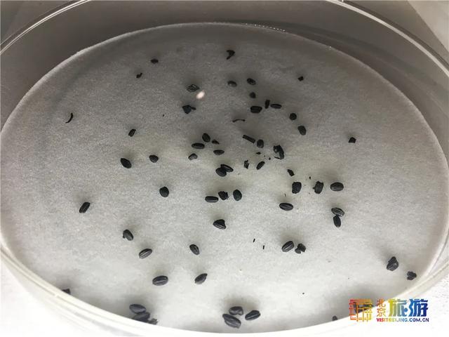 北京元旦去哪里玩，2021北京元旦跨年去哪玩（这些活动已经“圈粉”无数）