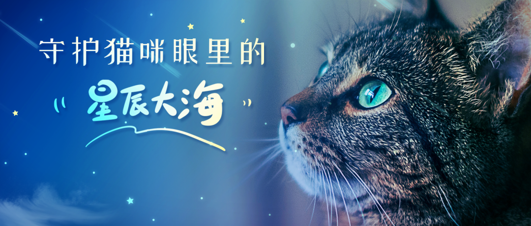 猫多少天生小狗 猫咪多久生出来