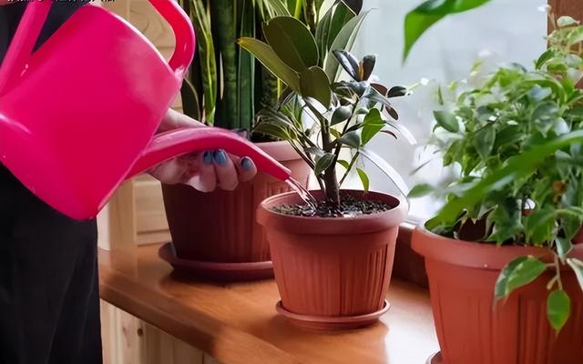 金丝吊蝴蝶花语是什么，金丝吊蝴蝶的花语（家里一放“转运气”）