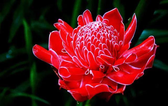 鲜花图片，鲜花图片下载 免费（分享图片：60款精美花卉图）