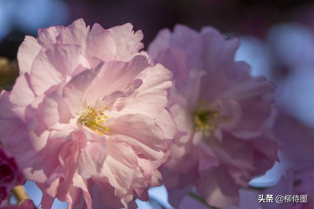 马路拍照技巧，马路拍照技巧视频（花朵不要“胡乱拍”）