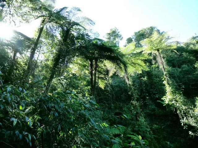 云南临沧市最美风景，到秘境临沧，与茶山亲密接触