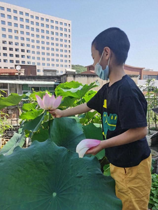 莲蓬子怎么种，阳台种荷花，种莲蓬