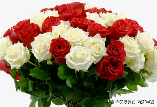 11朵玫瑰代表什么意思，十一朵玫瑰代表什么意思（不同颜色玫瑰花代表含义是什么）