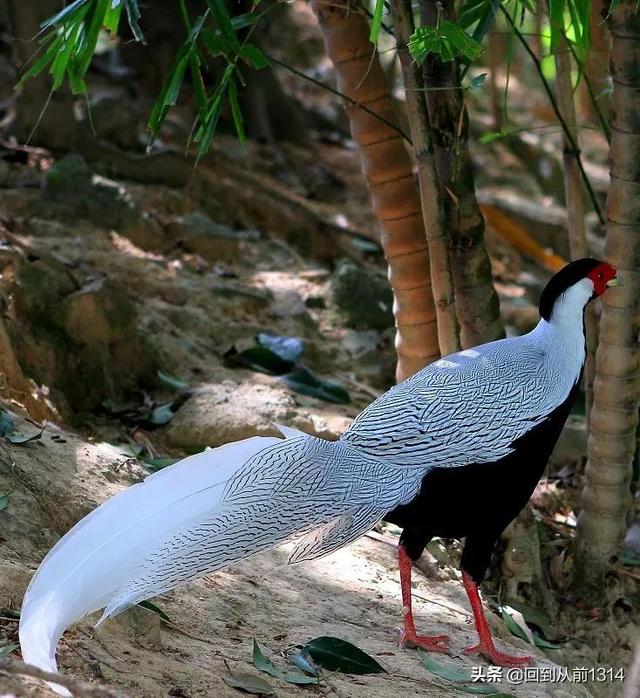 白娴鸟（白娴鸟图片，白娴鸟怎样的养殖（白鹇鸟唯美图片）