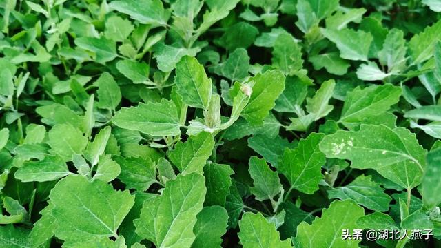 野菜的种类有哪些，野菜都有什么种类（教你认识不同的野菜和吃法）