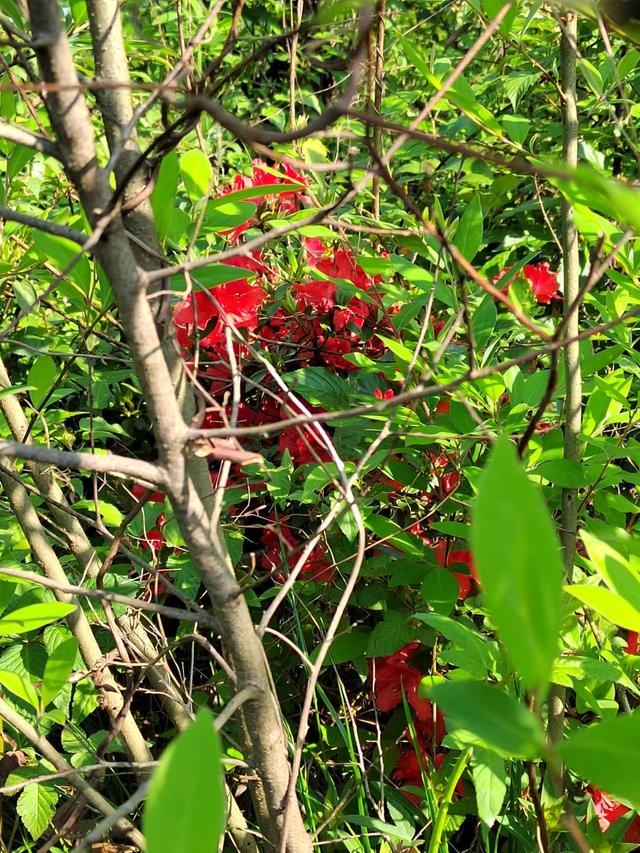 移动宽带怎么连接电视，电视宽带怎么安装（300M的宽带还卡顿）