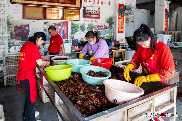 岳阳古城小龙虾，岳阳小龙虾是怎么练就“独霸”市场传奇神话的