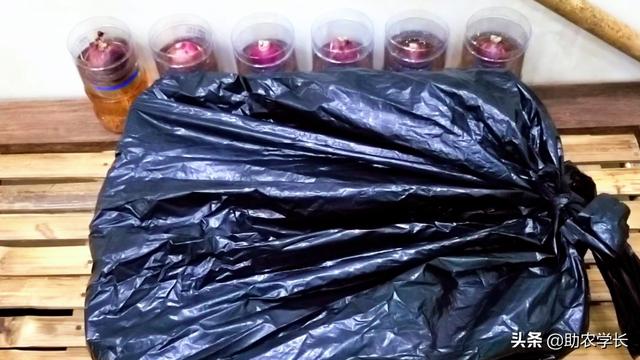 家庭绿豆种植简单方法技术，家庭绿豆种植简单方法技术说明（教你在家自发绿豆芽）