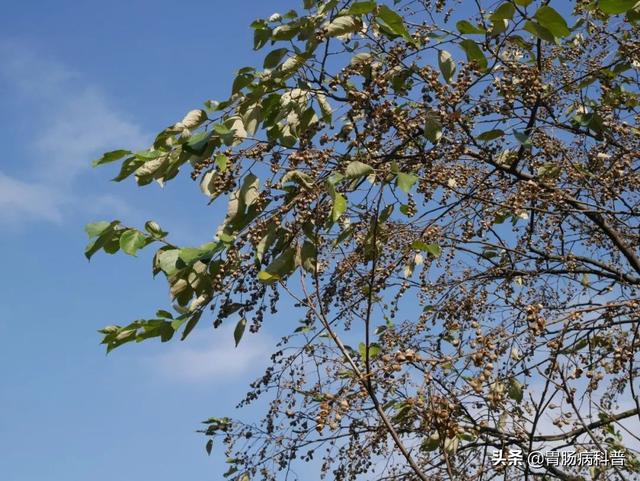 曼陀罗花的图片，曼陀罗花是什么（301味中药材的原植物彩色图谱）