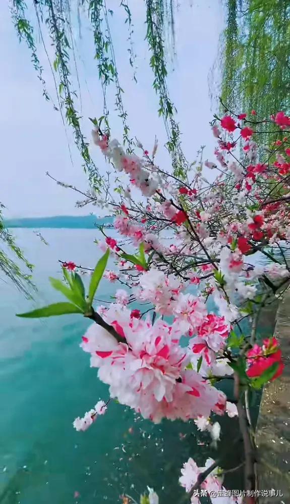 风景美图，风景美图壁纸（鲜花争艳，美景如画，过目不忘）