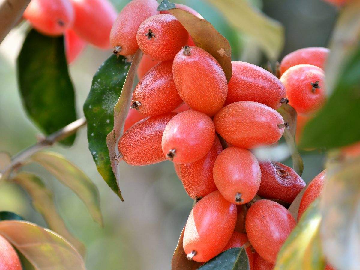 野生水果大全及名字,农村70-80后吃过的10种野果 - 玉三网