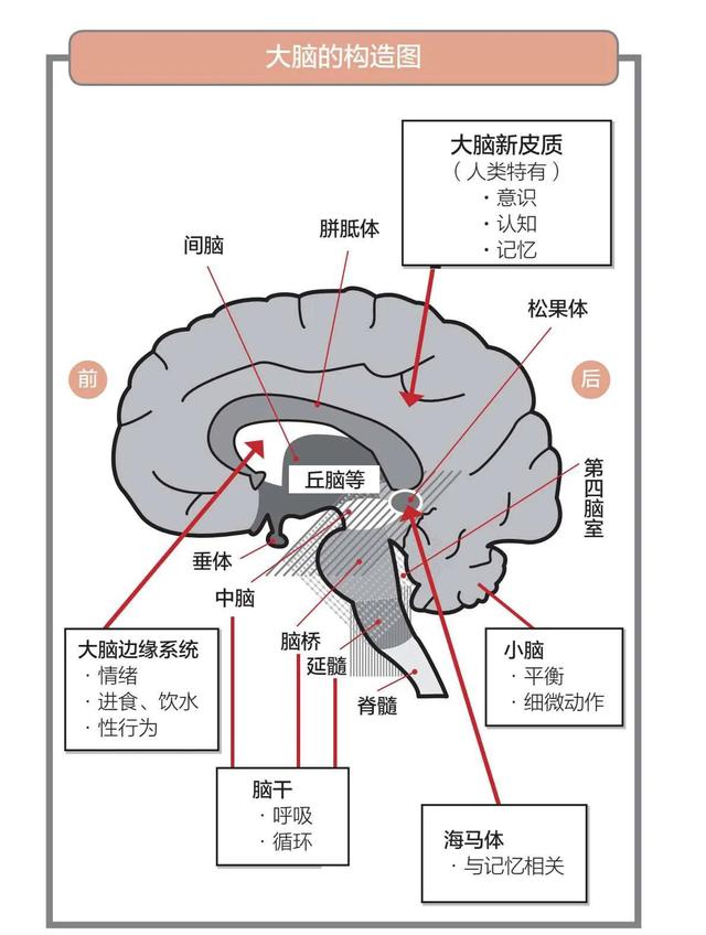 脑干自上而下包括哪些，脑干自上而下分别是（《哈佛长时记忆法》读书笔记）