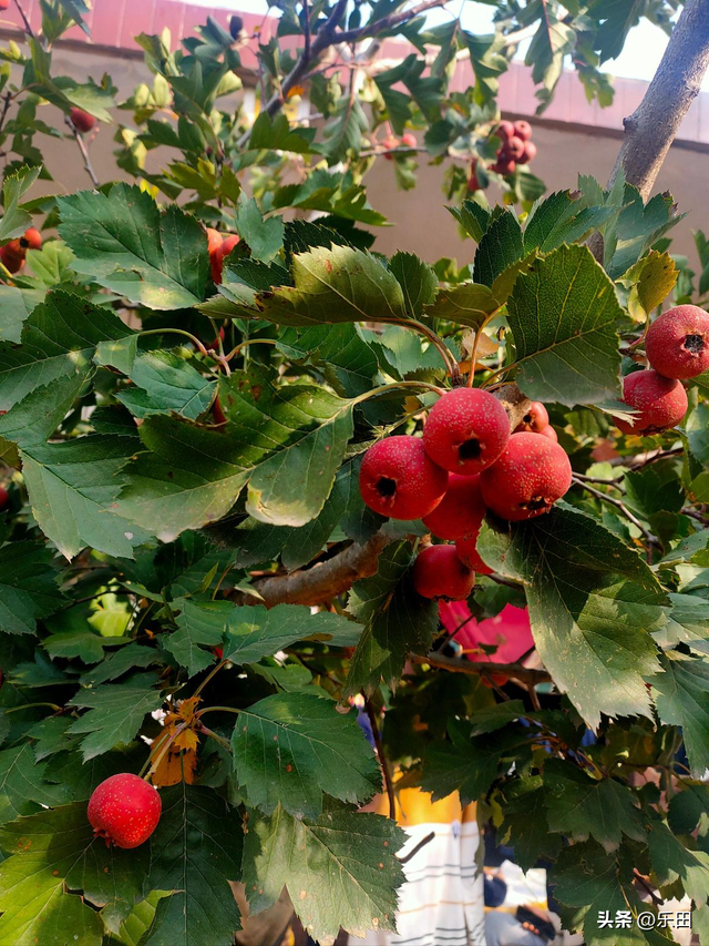 秋天丰收的农作物有什么，秋天丰收的农作物有什么句子（好多农作物丰收了）