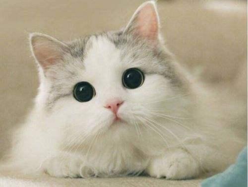 好听的布偶猫高端名字，猫名怎么取比较旺主人（你家猫咪名字有上榜吗）