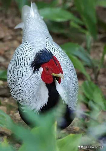 白娴鸟（白娴鸟图片，白娴鸟怎样的养殖（白鹇鸟唯美图片）