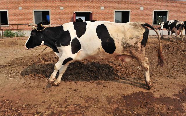 田园女和螃蟹女是什么意思，螃蟹女田园女什么意思（娶妻千万不要娶“螃蟹女”）