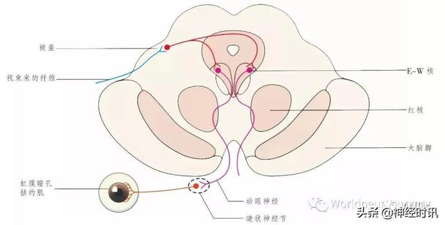 属于膜迷路的结构是，属于膜迷路的结构是蜗管蜗顶（彩图经典版│脑神经和脑神经核解剖）