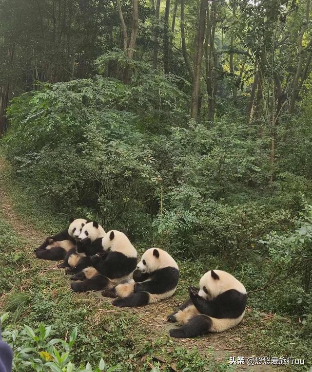 成都旅游必去十个景点，游成都必去的20个地方