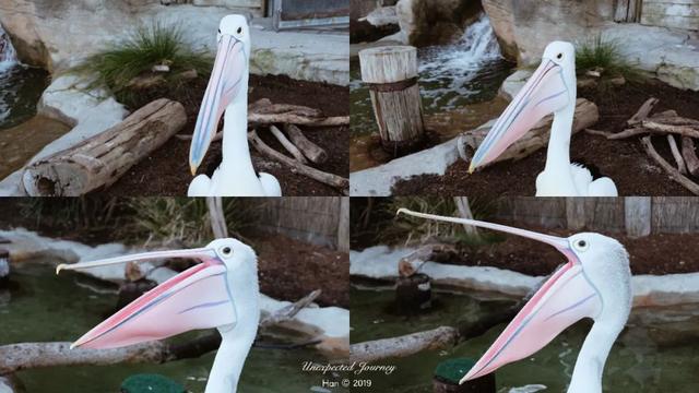 什么是具足虫，具足虫平安名堇（窥探奇异生物的世界）