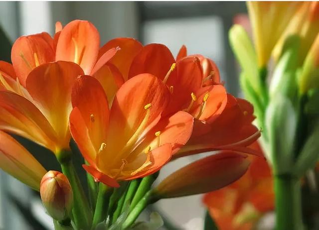 大花君子兰，君子兰开花条件（君子兰冬天要“富养”）