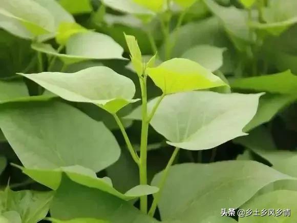 树番薯的功效与作用，番薯功效与作用,番薯的副作用（这5种蔬菜在树下栽培）