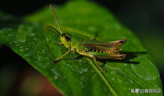 地下森林里有哪些种类的植物和动物，地下森林里有哪些种类的植物和动物图片（12种最常见的可食用昆虫以及荒野生存中食用昆虫的安全提示）