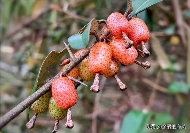 80后怀旧零食，儿时怀旧的零食有哪些（中国86种怀旧经典零食）