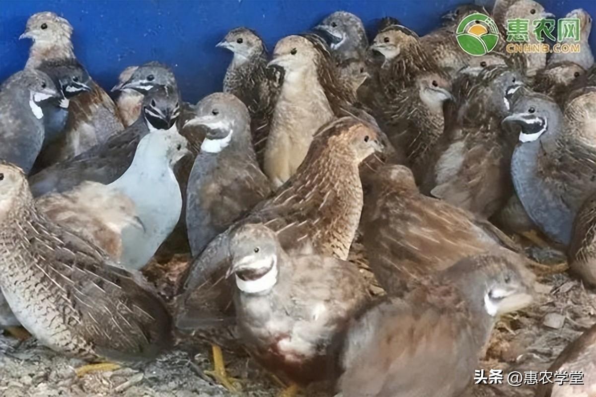 “世界上最小的鸡”走红网络，是哪种鸡？叫什么？
