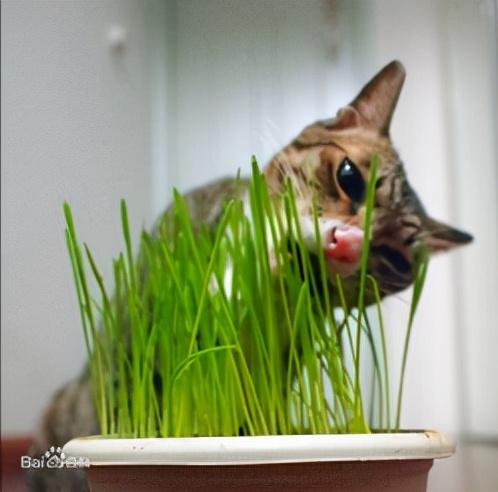 猫草怎么种植方法，种猫草步骤（养猫小知识：自己在家种猫草）