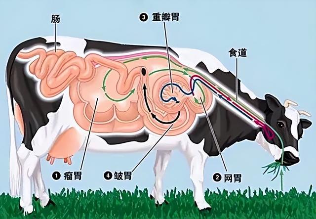 郡肝是什么部位，火锅小郡肝是什么部位（火锅常吃的这些肉到底是啥）
