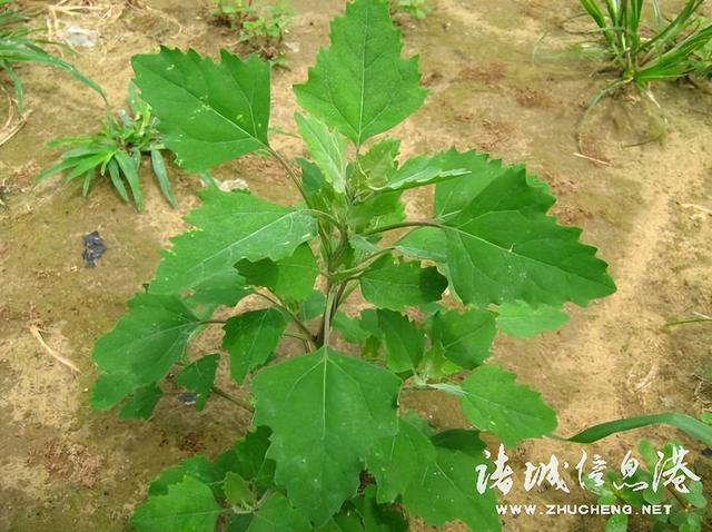 七星草的功效与作用，七星草的功效与作用（七星草都能治什么病）