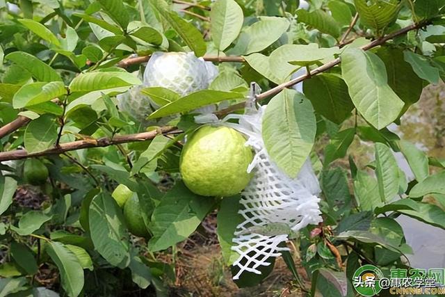 芭乐的正确食用方法，番石榴维生素c含量是多少