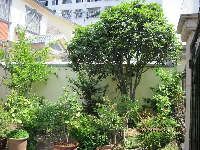 门前风水十大吉祥花，风水十大吉祥花排行（庭院里种“富贵树”）