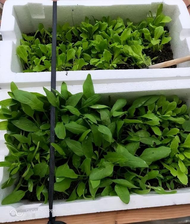 冬天吃什么菜好，冬天吃什么菜最好（下雪天冻不死）