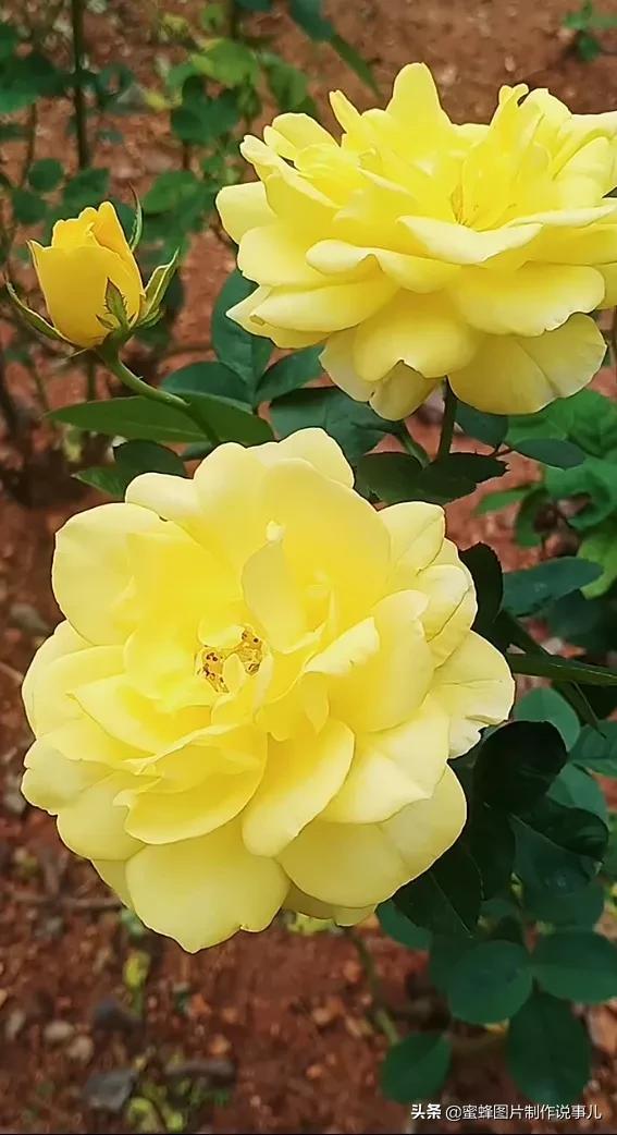 莺歌燕舞是什么季节，柳绿花红莺歌燕舞是什么季节（百花争艳的季节）