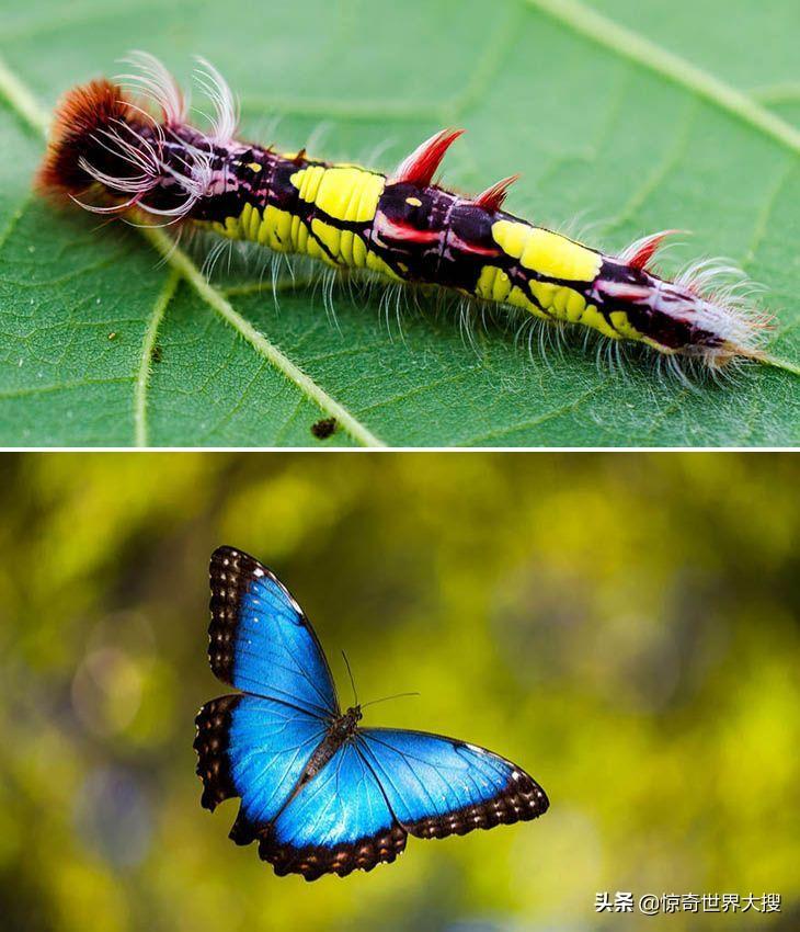 观察毛毛虫变成蝴蝶(毛毛虫怎么变成蝴蝶的过程图片) 