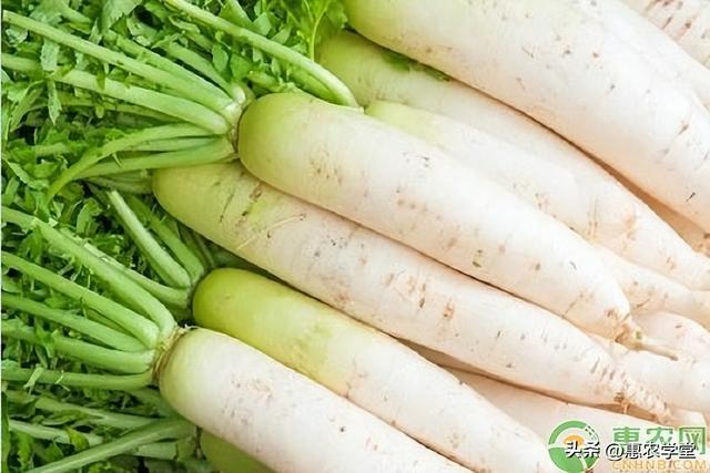 白萝卜选购技巧，白萝卜批发价格多少钱一斤