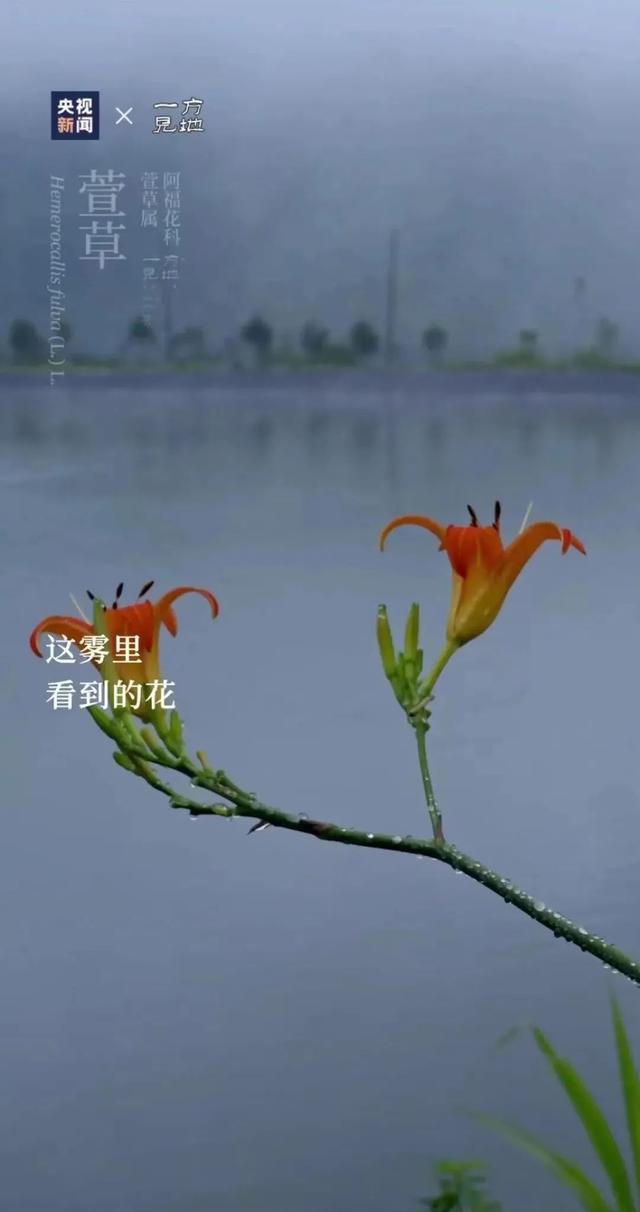 衤字旁的笔顺视频，衣字的笔顺怎么写（白露，露从今夜白，月是故乡明）