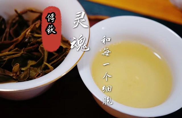 冰岛古树茶多少钱一斤，头春冰岛古树茶多少钱一斤（冰岛古树真正的价格）