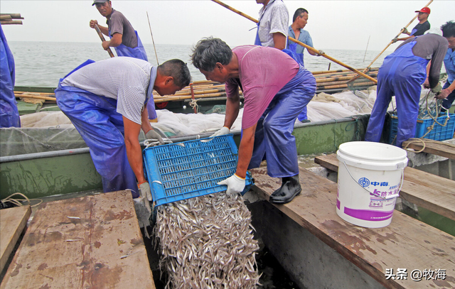 鳡鱼是什么鱼，鳡鱼是什么鱼在泗洪话里（鱼群资源“失而复现”）