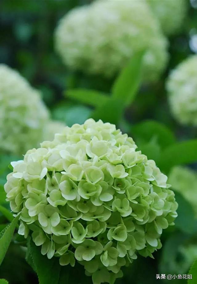 母亲节送什么花，母亲节送什么花最适合（能送给母亲的花不只是康乃馨）