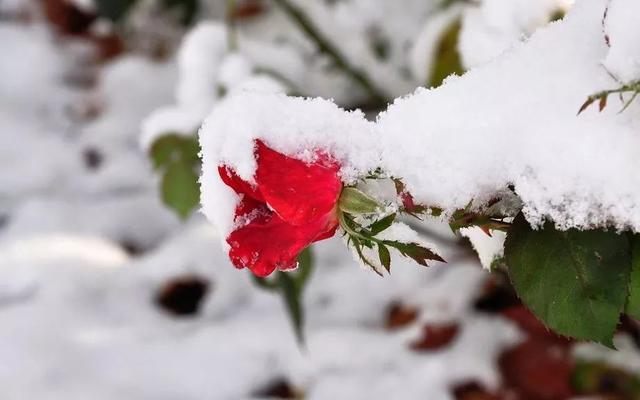 冬至的图片大全，冬至的美景图片（非常漂亮的冬至祝福表情包图片带字）