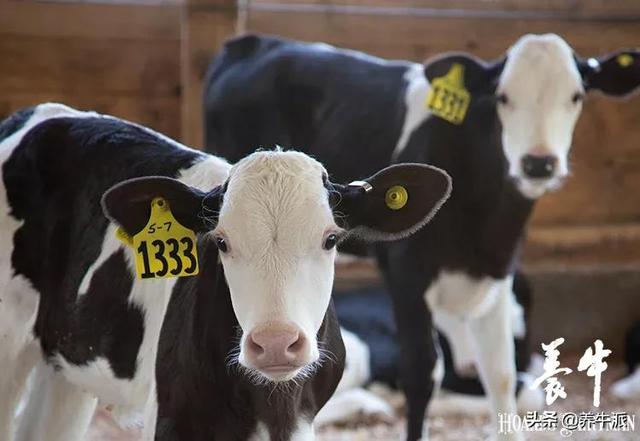 电解质溶液有哪些，口服的电解质溶液有哪些（犊牛电解质溶液的选择）