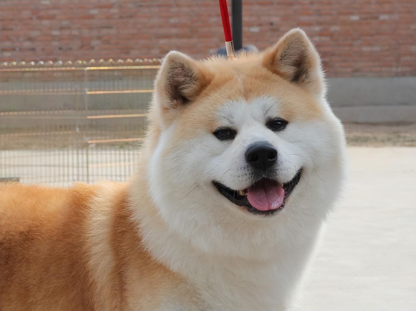 秋田犬为什么禁养(养柴犬的人都后悔了)