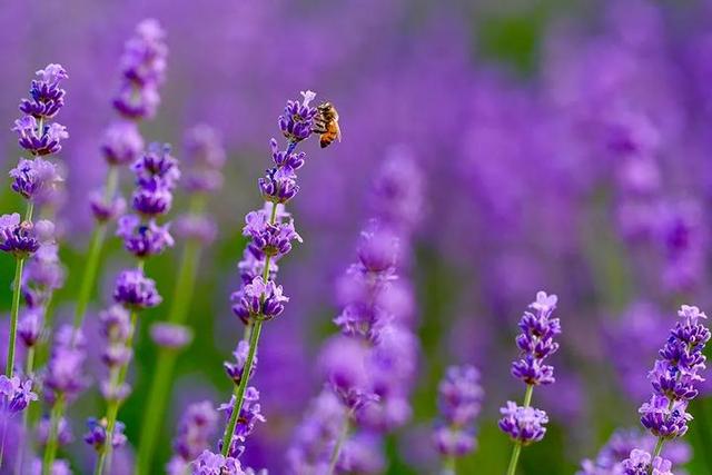 普罗旺斯薰衣草花语，普罗旺斯薰衣草简介（威海临港竟藏有一个“普罗旺斯”）