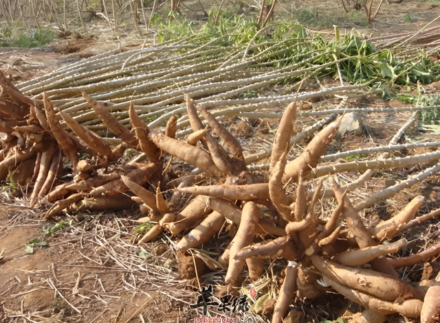 木薯是什么植物，木薯是什么植物能吃吗（以往却是“粮食植物”）